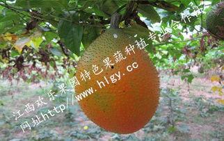 吃瓜天堂网,网络舆论的狂欢之地