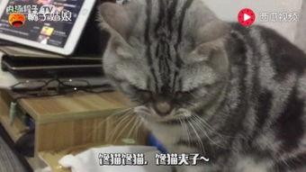 娱乐圈吃瓜猫